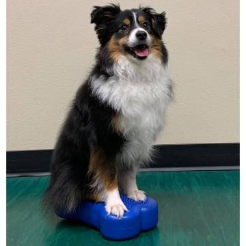 FitPAWS Mini K9FITbone Balance Platform - 2 pcs Blue