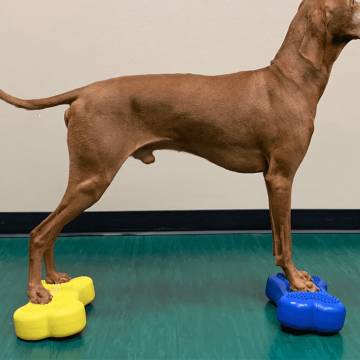 FitPAWS Mini K9FITbone Balance Platform - 2 pcs Blue