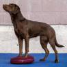 FitPAWS Pet Balance Disc 36 cm Razzleberry - Enhance Dog Training