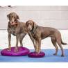 FitPAWS Pet Balance Disc 36 cm Razzleberry - Enhance Dog Training