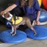 FitPAWS Pet Balance Disc 56 cm Blue Size 56 cm 