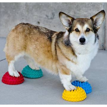 FitPAWS Pet Balance Paw Pods - Enhance Your Dog's Skills