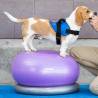 FitPAWS Donut Holder 63 cm - Perfect for Training & Exercise