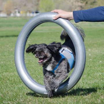 FitPAWS Donut Holder 63 cm - Perfect for Training & Exercise