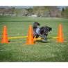 FitPAWS Hurdle Set | Agility & Rehabilitation Training