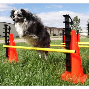 FitPAWS Hurdle Set | Agility & Rehabilitation Training