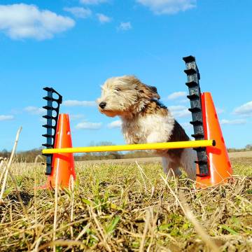 FitPAWS Hurdle Set | Agility & Rehabilitation Training