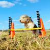 FitPAWS Hurdle Set | Agility & Rehabilitation Training