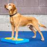 FitPAWS Training Targets - 4 pcs Yellow & Blue for Dogs