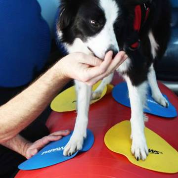 FitPAWS Training Targets - 4 pcs Yellow & Blue for Dogs