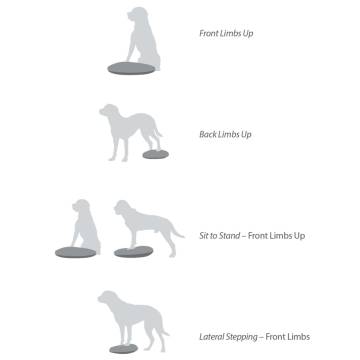 FitPAWS Pet Balance Disc 56 cm Razzleberry - Ideal for Training