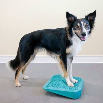 FitPAWS Pet Balance Ramp - Train & Exercise Your Pet!