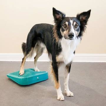 FitPAWS Pet Balance Ramp - Train & Exercise Your Pet!