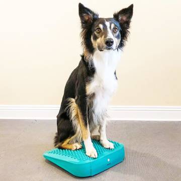 FitPAWS Pet Balance Ramp - Train & Exercise Your Pet!