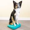 FitPAWS Pet Balance Ramp - Train & Exercise Your Pet!