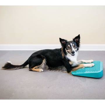 FitPAWS Pet Balance Ramp - Train & Exercise Your Pet!