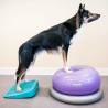 FitPAWS Pet Balance Ramp - Train & Exercise Your Pet!