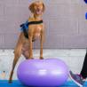 FitPAWS Pet Balance Ball TRAX Donut 55 cm - Purple Dog Training