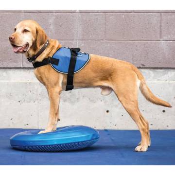 FitPAWS Pet Balance Disc 36 cm Blue - Dog Fitness & Therapy