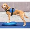 FitPAWS Pet Balance Disc 36 cm Blue - Dog Fitness & Therapy