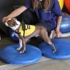 FitPAWS Pet Balance Disc 36 cm Blue - Dog Fitness & Therapy