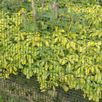 Nature Garden Screen Square Mesh 20x20 mm 1x3 m Green