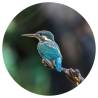 WallArt Circular Wallpaper - The Kingfisher | 142.5 cm