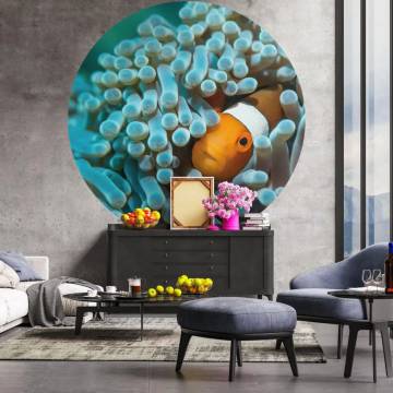 Nemo the Anemonefish WallArt Wallpaper Circle - 142.5 cm