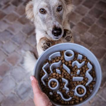 DISTRICT70 Bamboo Slow Feeder for Dogs - Ice Blue, 28 cm