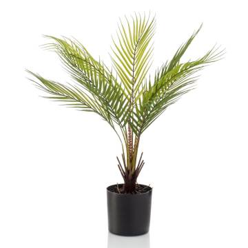 Emerald Chamaedorea Palm 50 cm - Eco-Friendly Indoor Plant