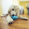 West Paw Zogoflex Tux Dog Toy - Aqua Blue Small | HipoMarket UK