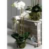 Emerald White Phalaenopsis Orchid - 70 cm | Hipomarket