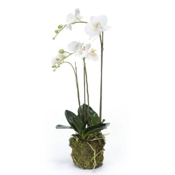 Emerald White Phalaenopsis Orchid - 70 cm | Hipomarket