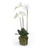 Emerald White Phalaenopsis Orchid - 70 cm | Hipomarket