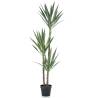 Emerald Artificial Yucca 150 cm in Pot - Lifelike Green Plant