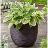 Capi Egg Planter 'Nature Rib' 54x52 cm Dark Brown | Hipomarket