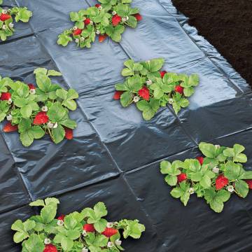 Nature Mulch Sheet for Strawberries 1.4x20 m - Hipomarket