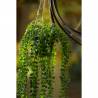 Emerald Artificial Ficus Pumila Hanging Bush - 60 cm