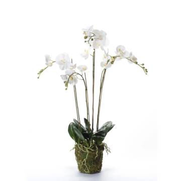 Emerald Artificial Phalaenopsis with Moss - 90 cm White