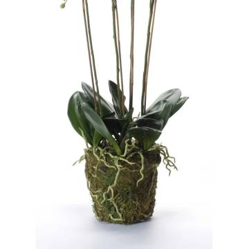 Emerald Artificial Phalaenopsis with Moss - 90 cm White