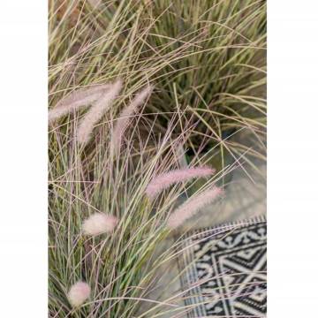 Emerald Pennisetum Grass in Zinc Pot - 58 cm