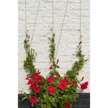 Nature Wire Trellis Set for Climbing Plants - 10m | HipoMarket