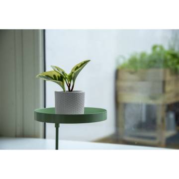 Esschert Design Green Plant Tray with Clamp - Medium Size