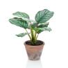 Emerald Artificial Calathea Orbifolia Terra 32 cm - Hipomarket