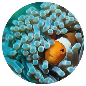 WallArt Wallpaper Circle Nemo the Anemonefish - 190 cm