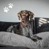 Madison Velvet Dog Lounge 100x70 cm Grey - Cozy & Durable