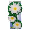 Ubbink 3 Piece Decorative Water Lilies Set - White