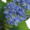 Artificial Hydrangea Plant with Pot 60 cm - Blue