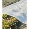 Nature Plant Cover 3x4 m 200µ Transparent | Hipomarket