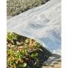 Nature Plant Cover 4x6 m 200µ Transparent - Hipomarket